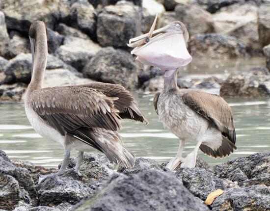 …und verspeisen einen Fisch…