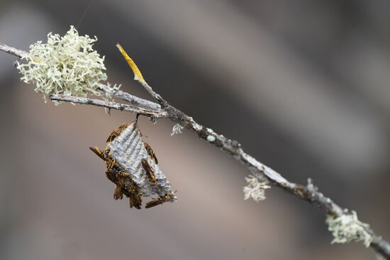 Ein Wespennest bei den „Las Grietas“