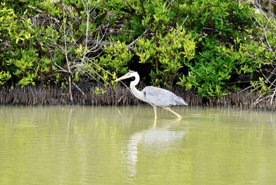 Zuerst besuchen wir den Salzsee „Laguna Salinera“ vor den „Las Grietas“ —hier stolzieren …..