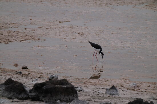 ein paar Vögel herum