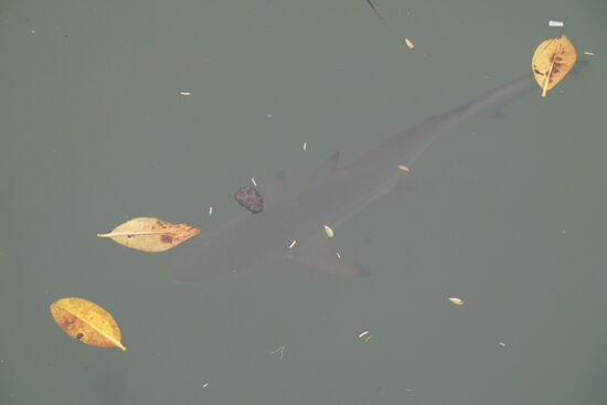 „Grietas de las Tintoreras“ - hier schwimmt heute nur ein Hai herum