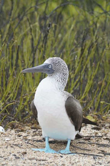 Was hat der liebe Gott sich nur dabei gedacht, als er diesem Geschöpf blaue Füße gab….