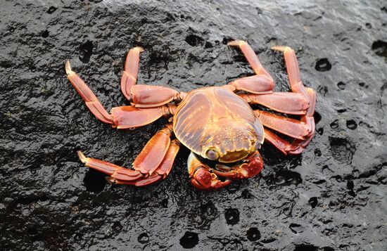 Vielen roten Krebsen