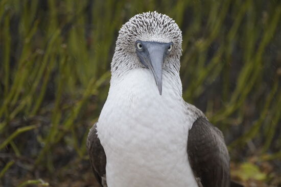 …und dieser stechende Blick!