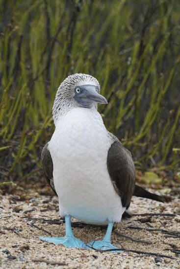 Wir freuen uns sehr, dass wir hier das Glück haben, diese tollen Vögel zu sehen