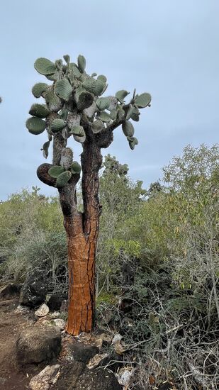 Der Weg geht weiter zum „Playa de Los Perros“  durch eine Lavalandschaft mit vielen großen KAkteen