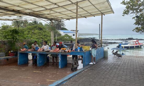 Nebenan wird frisch gefangener Fisch ausgenommen und verkauft…