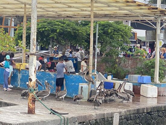 Die Pelikane stehen davor und wollen was abhaben!!