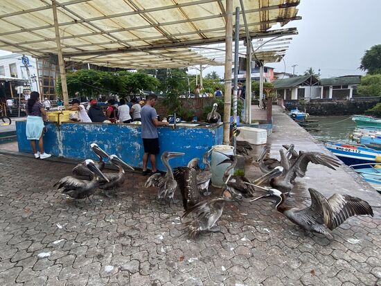 Immer wenn der Fischer was runterwirft, spielen sie verrückt!