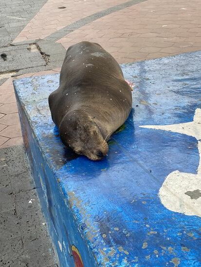 Der hatte wohl auch schon was abbekommen…