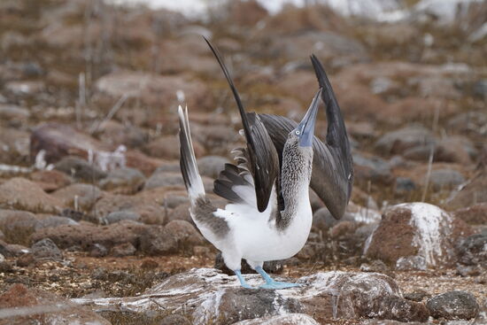 Der balzt wie verrückt…so ein Balzverhalten beobachten zu dürfen, ist der Höhepunkt einer Galapagos-Reise.
Diese Info bekam ich von meiner lieben Reisefreundin: je blauer die Füße der Herren sind, desto attraktiver sind die Männchen für die Damen…