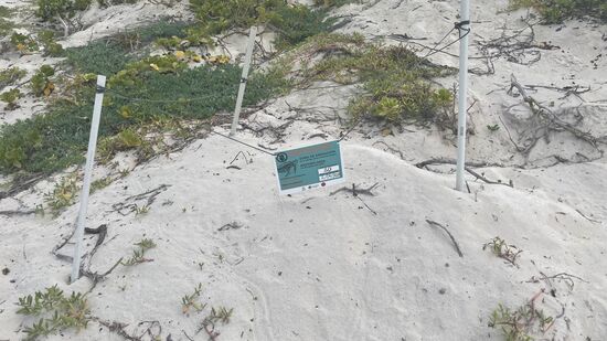 Abgesperrt: hier brüten die Schildkröten