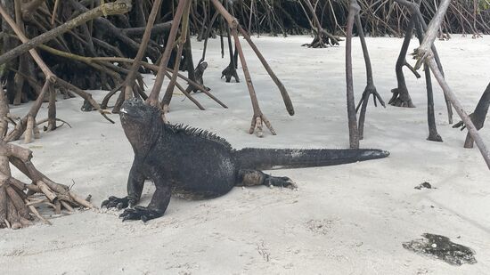 Wieder gaaaanz viele Leguane