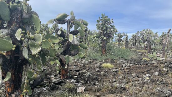 …das meiste durch diesen Park voller Kakteen auf guten Wegen