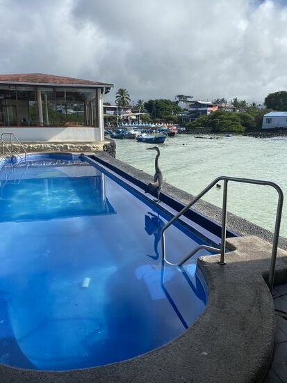 Beim frühen Frühstück beobachten wir einen Pelikan am Pool…