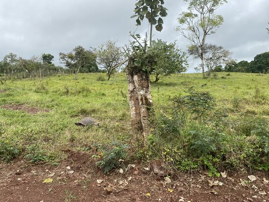 Hier auf der Weide sind auch einige