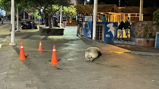 Sie dürfen überall laufen und sitzen und liegen—die Menschen haben einen Sicherheitsabstand von 2Metern einzuhalten