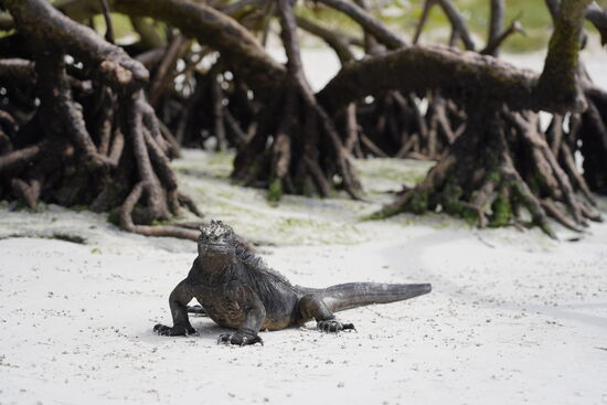 Hier sehen wir, dass die Leguane auch schwimmen können