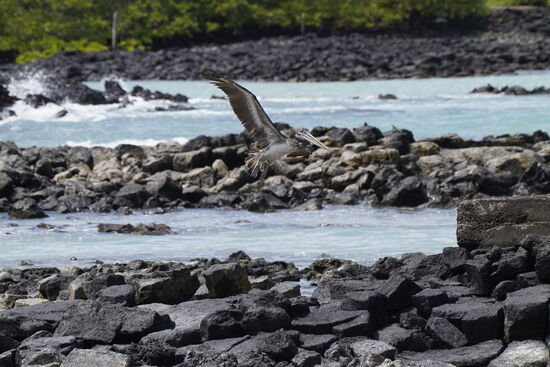 Noch etwas weiter ist eine Bucht, in der einige Leute liegen und auch schwimmen. Das Wasser ist hier ruhiger—nun können wir für 10 US$ p.P. Mit dem Wassertaxi zurückfahren oder wieder laufen.
Wir entscheiden uns für Letzteres