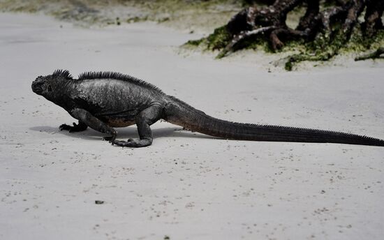 Er eilt zum Wasser….