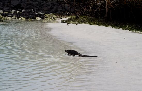 ..und schwimmt zu den Lavasteinen