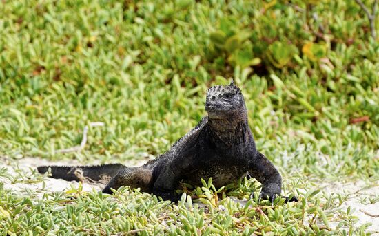 Wie Mini-Godzilla…..