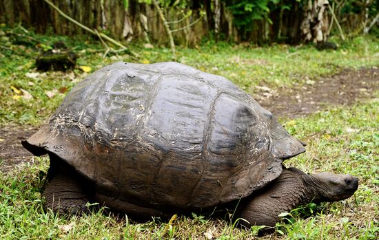 Das ist „Friend“—er ist 190 aber alt und sehr friedlich