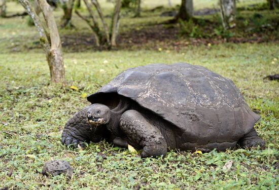 Ein etwas älterer Kollege, der gerade gefressen hat