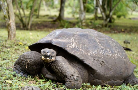 Die Tiere werden hier nicht gefüttert, sie fressen was sie finden und sind nicht eingezäunt—deshalb haben wir unterwegs so viele gesehen
