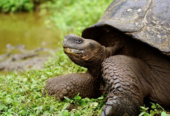 Diese Schildkröten können 270 Jahre alt werden!