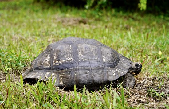 Das ist ein Weibchen—die Weibchen sind deutlich kleiner