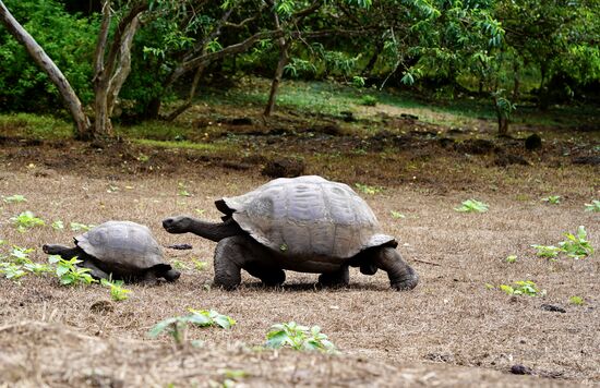 Dann dürfen wir einem ganz außergewöhnlichem Schauspiel beiwohnen: Ein Männchen macht Jagd auf ein Weibchen…