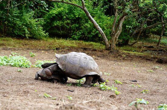 …um es zu begatten….es ergreift die Flucht…