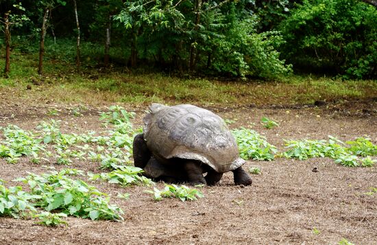 ..aber das Männchen ist schnell und grunzt dabei ganz laut—ich wußte nicht, dass Schildkröten SO laut sein können—wir ziehen uns nun diskret zurück…