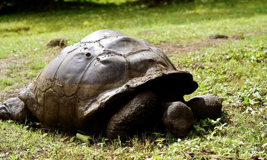 Dieses Exemplar ist etwas über 200 Jahre alt— er hat ein Loch im Panzer—woher weiß man nicht—aber das Loch geht nicht ganz durch, das ist sein Glück