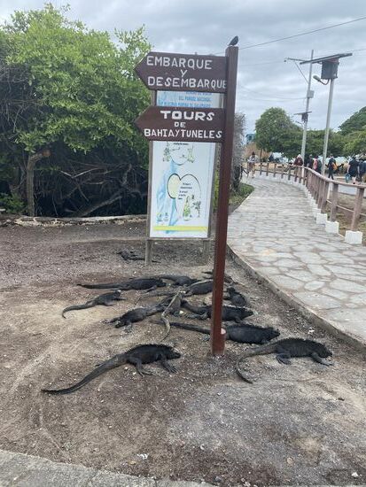 Um 09.30 Uhr kommen wir auf Isabela -in „Puerto Villamil“ an und auch hier warten wieder viele Leguane …
Wir warten im Hafen auf das Boot, welches uns nach „Tintoreras“ bringt.
Das lässt leider auf sich warten und erscheint erst gegen 11 Uhr.
In der Zeit kann man die Tiere im Hafen beobachten. Es sind gerade mal frische 20 Grad