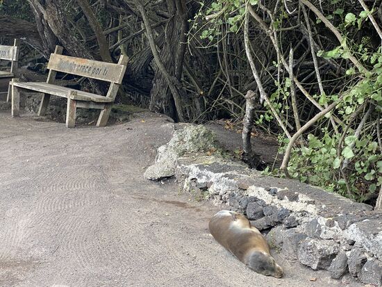 …und Seehunde liegen hier auch rum…