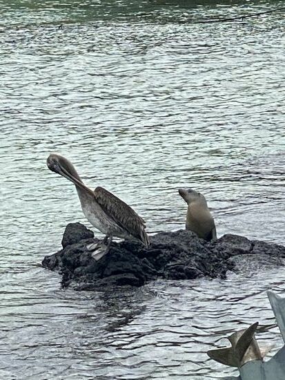 Ein kleiner Seehund tollt herum und will mit dem Pelikan spielen—er stupst ihn an, aber der Pelikan ist genervt und pickt ihn schließlich weg