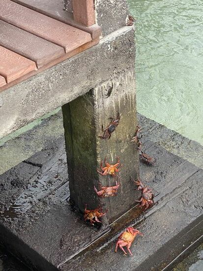 Auch hier die knallroten Krebse…