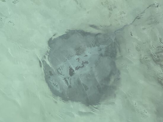 Einige Rochen schwimmen hier auch herum