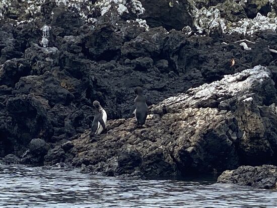 Endlich—um 11.30 Uhr geht es los! Wir besuchen die Insel Tintoreras und sehen 2 Pinguine