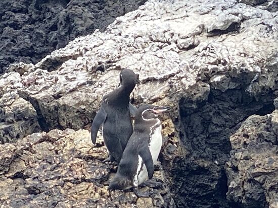 Die hiesigen Pinguine sind sehr klein, gerade mal 45-50cm groß