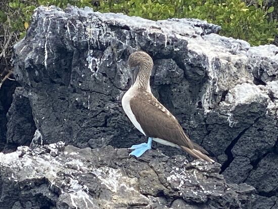 Auch hier gibt es Blaufußtölpel