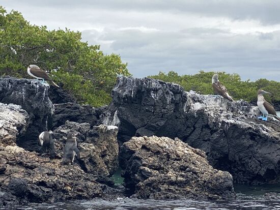 Wir kreisen mit dem Boot ein paarmal hin und her um sie besser zu sehen