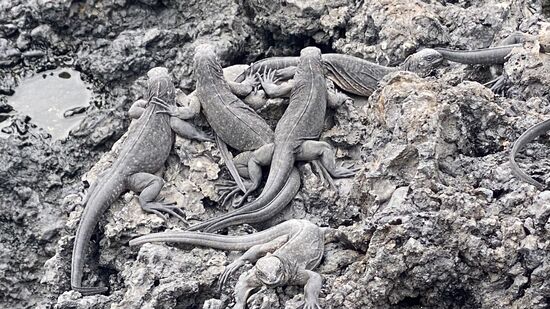 Wir gehen an Land und sehen viele junge Leguane auf einem Haufen Lavasteinen