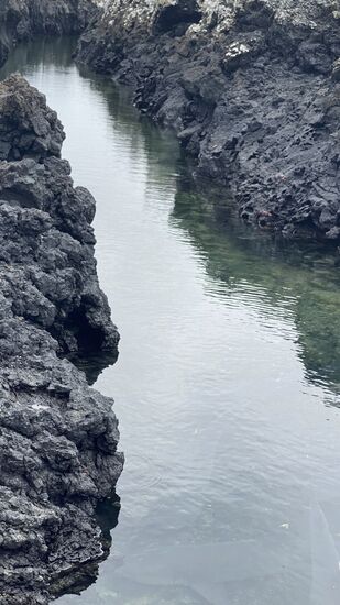 Hier ist ein Tunnel, der vom Meer abgetrennt ist und in dem sich viele Haie tummeln