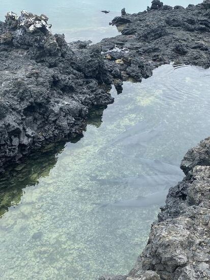 Unser Guide sagt, sie sind ungefährlich