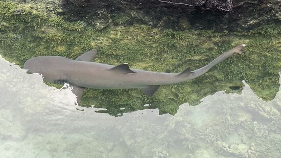 ALLE Tiere auf den Galapagos wären ungefährlich!