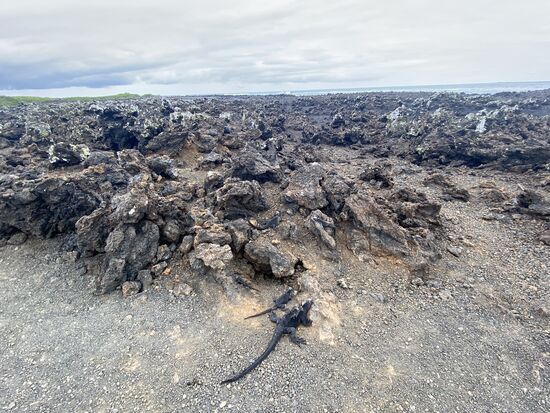 Schade—auch hier gibt es nur die schwarzen Leguane
