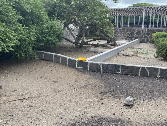 Hier gibt es 6 verschiedene Riesenschildkrötenarten